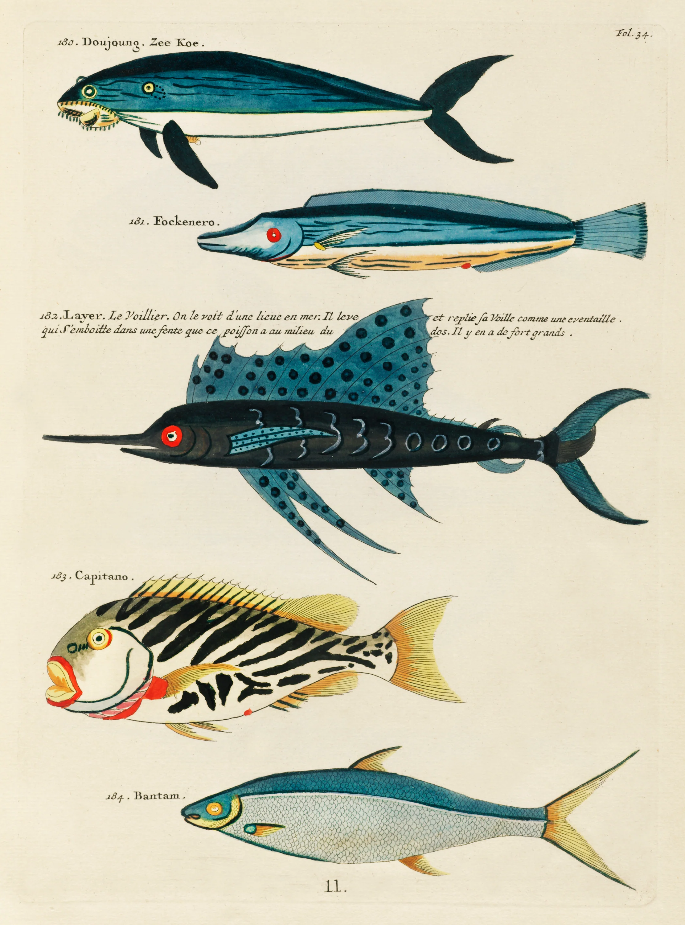'Tour de Fish' Cabana - Image 3